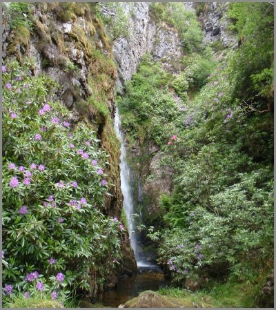 Rhododendrons at Allt Horn (K.Batchelor)