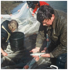 post smolt netting 04 post smolt netting 04