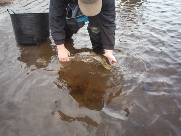 J77 is released J77 is released