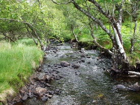 Pristine habitat (C Daphne) Pristine Habitat