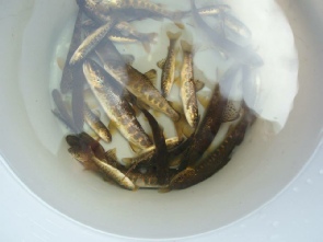 Fry and parr prior to measurement